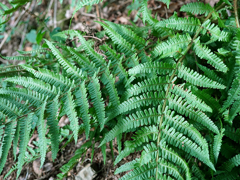 Dryopteris convoluta convoluta