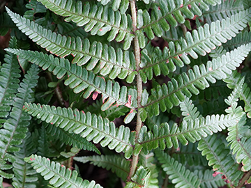 Dryopteris convoluta convoluta