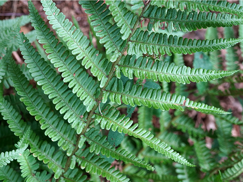 Dryopteris convoluta convoluta