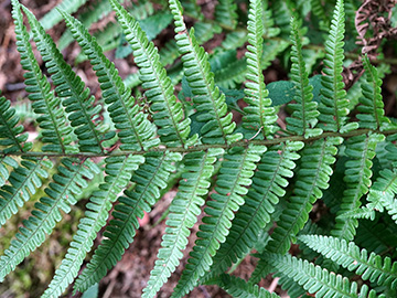 Dryopteris convoluta convoluta