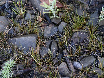 Eleocharis acicularis