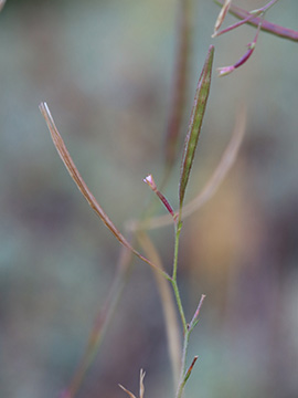 Epilobium brachycarpum