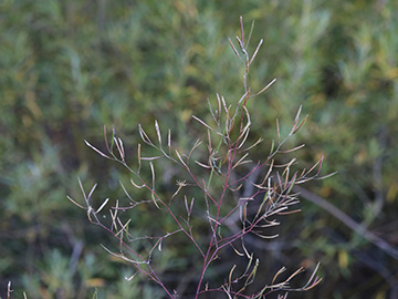 Epilobium brachycarpum