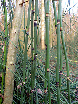 Equisetum ascendens