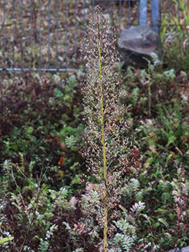 Erigeron sumatrensis
