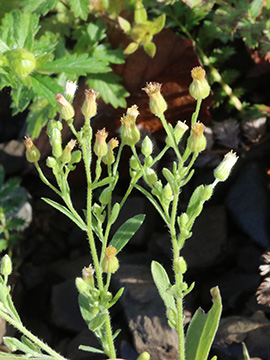 Erigeron sumatrensis