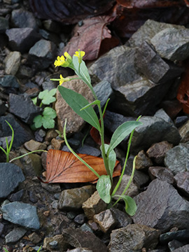 Erysimum cheiranthoides