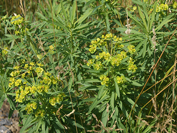 Euphorbia esula