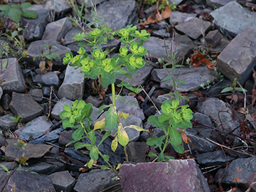 Euphorbia helioscopia