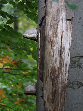 Fomes fomentarius