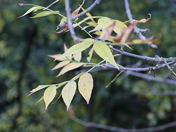 Fraxinus pennsylvanica