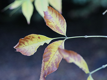 Fraxinus pennsylvanica