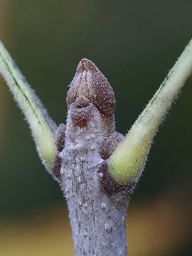 Fraxinus pennsylvanica