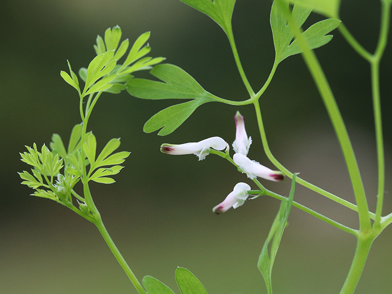 Fumaria muralis muralis