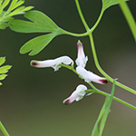 Fumaria muralis muralis