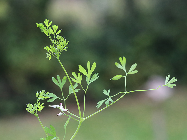 Fumaria muralis muralis