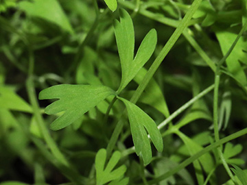 Fumaria muralis muralis