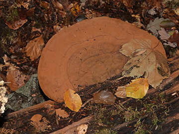 Ganoderma lipsiense 