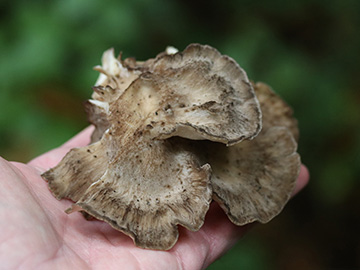 Grifola frondosa