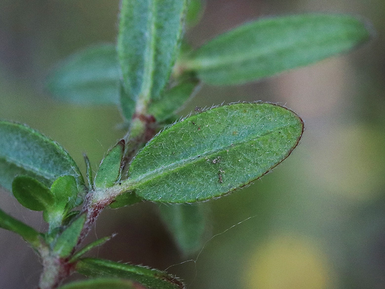 Helianthemum nummularium obscurum