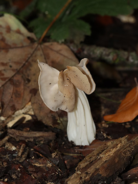 Helvella crispa
