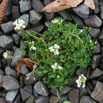 Hornungia alpina auerwaldii