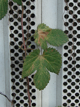 Humulus lupulus
