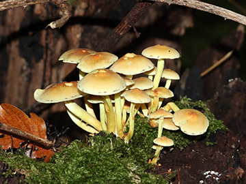 Hypholoma fasciculare