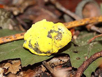 Hypomyces microspermus