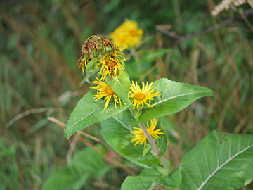 Inula racemosa