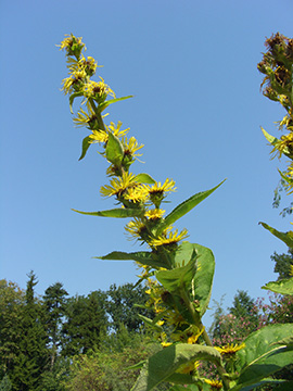 Inula racemosa