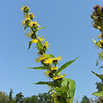 Inula racemosa