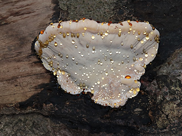 Ischnoderma resinosum