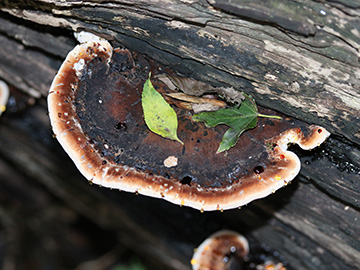 Ischnoderma resinosum