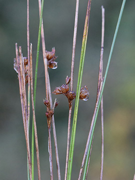 Juncus filiformis