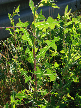 Lactuca serriola serriola