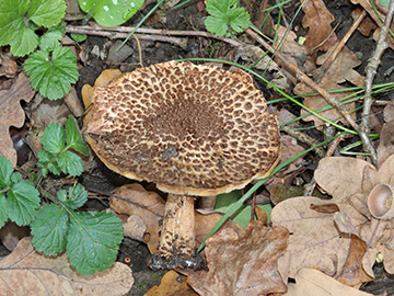 Lepiota aspera