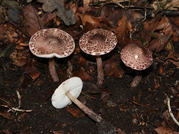 Lepiota fuscovineata 