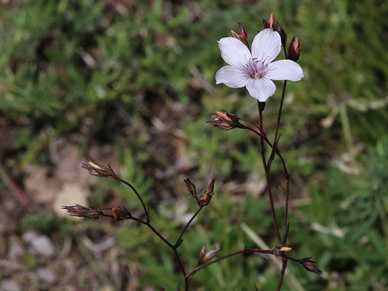 Linum tenuifolium