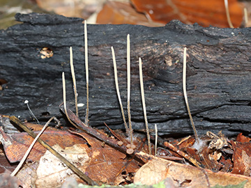 Macrotyphula filiformis