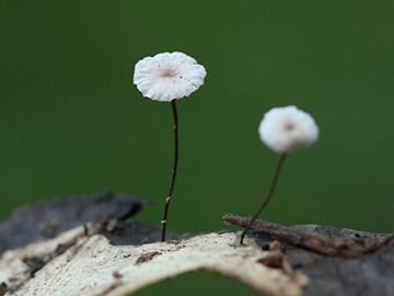 Marasmius wettsteinii