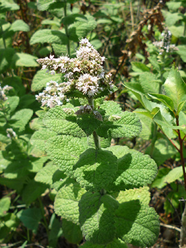 Mentha villosa