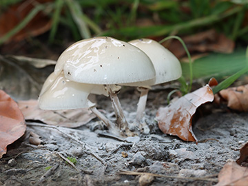 Oudemansiella mucida