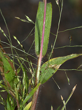 Panicum barbipulvinatum