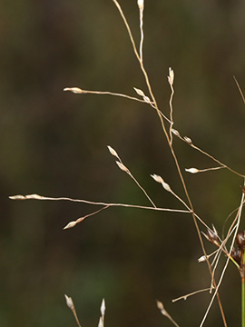 Panicum barbipulvinatum