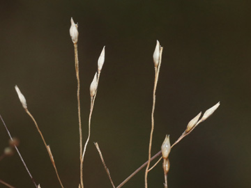 Panicum barbipulvinatum