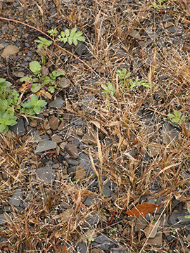 Panicum barbipulvinatum
