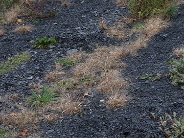 Panicum barbipulvinatum