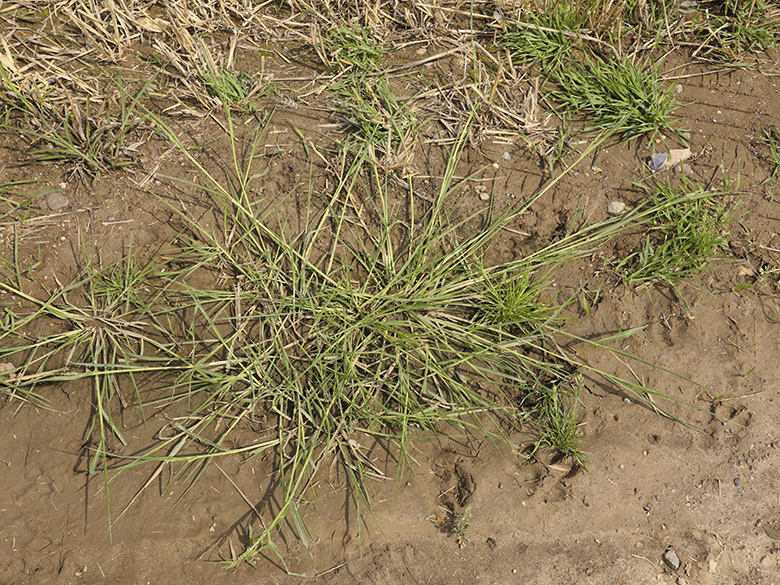 Panicum gilvum