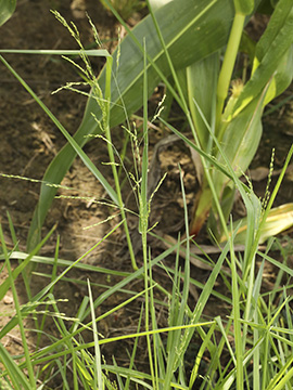 Panicum gilvum